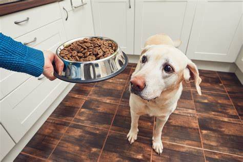 How To Pick The Dog Foods?