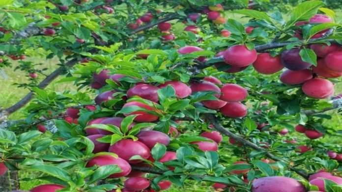 Apple Trees Online