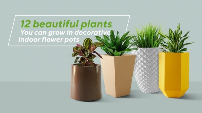 Beautiful plants
