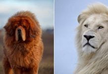 Top Most Expensive Animals in the World animals