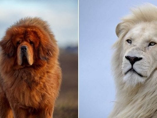 Top Most Expensive Animals in the World animals