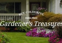 4 things to know before buying up plants from an online nursery Online nursery