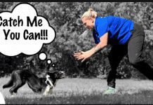 How Can You Control Dogs? How Can You Control Dogs?