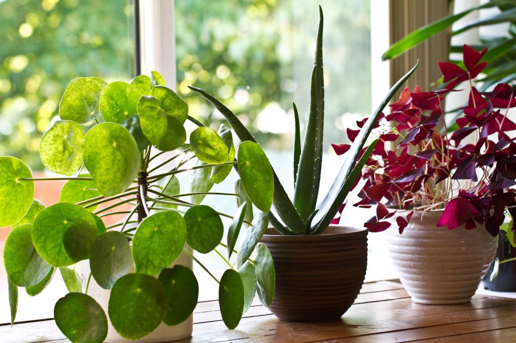 How to buy houseplants for your house