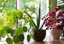 How to buy houseplants for your house Buy Houseplants