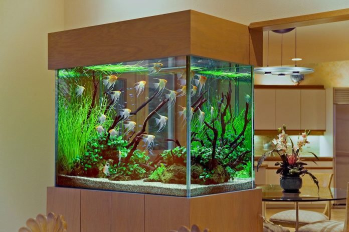 Aquarium Plants Live