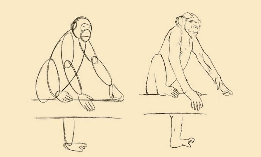 draw a monkey