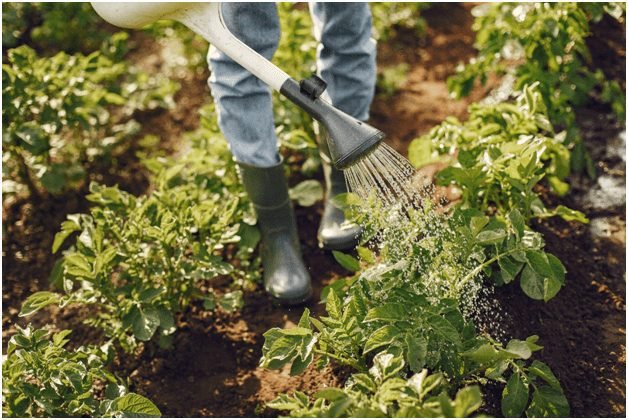 Organic Farming - Advantages Disadvantages You Should Be Aware Of