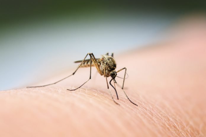 6 Common Mosquito Control Mistakes and How to Avoid Them