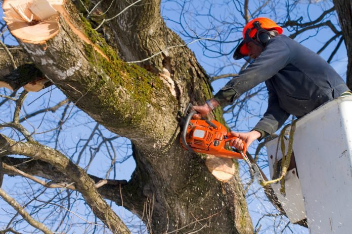 What Are the Benefits of Professional Tree Trimming Houston?