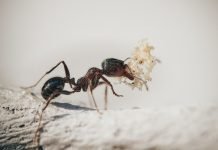 Watch Out: 4 Signs of Carpenter Ants Watch Out: 4 Signs of Carpenter Ants