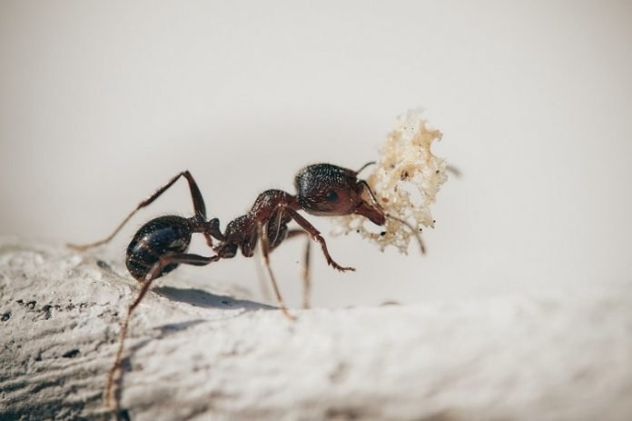 Watch Out: 4 Signs of Carpenter Ants