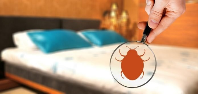 Bed Bug Treatments: What Are Your Options?