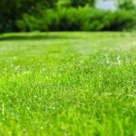 How to Get a Green Lawn: The Basics Explained