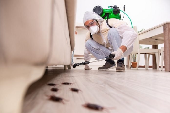 7 Simple Tips for Preventing Household Pests