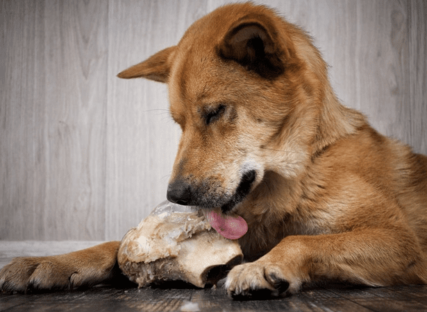 Can We Feed Rib Bones To Dog?