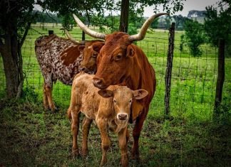 11 Facts About Cattle Ranching That'll Surprise You
