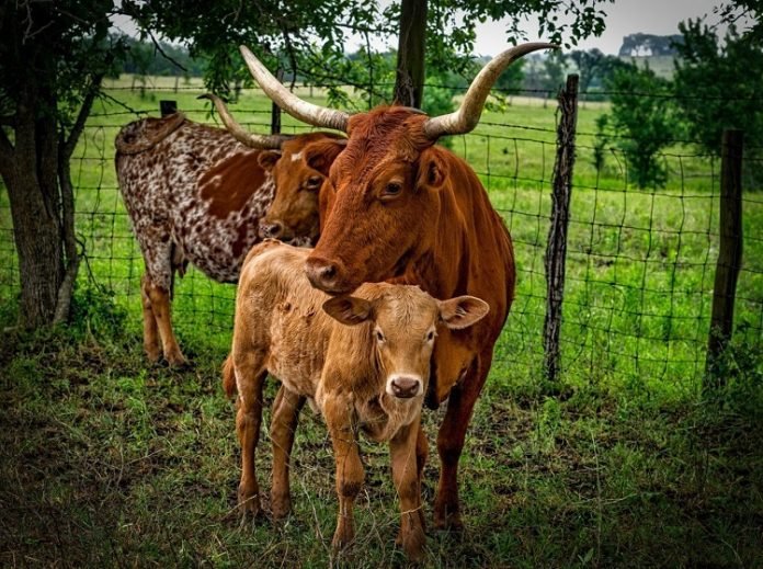11 Facts About Cattle Ranching That'll Surprise You