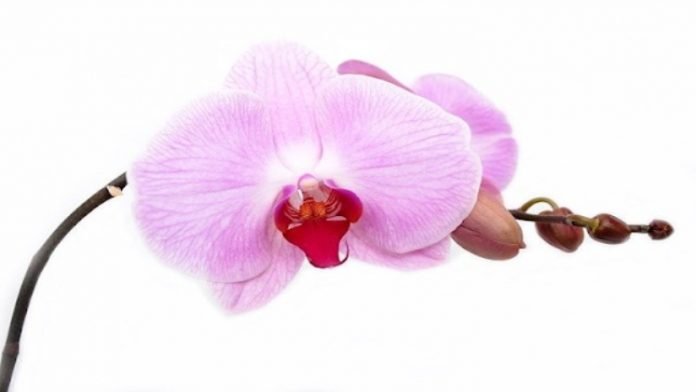 Indoor Orchid Care: Mistakes to Avoid