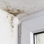 Makes Preventing Mold Growth in Your Home Easy