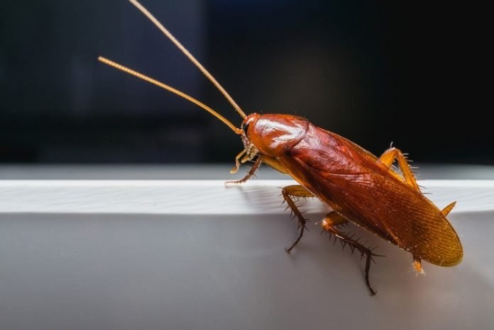 Got Cockroaches in Your Home? How They Might Be Making You Sick