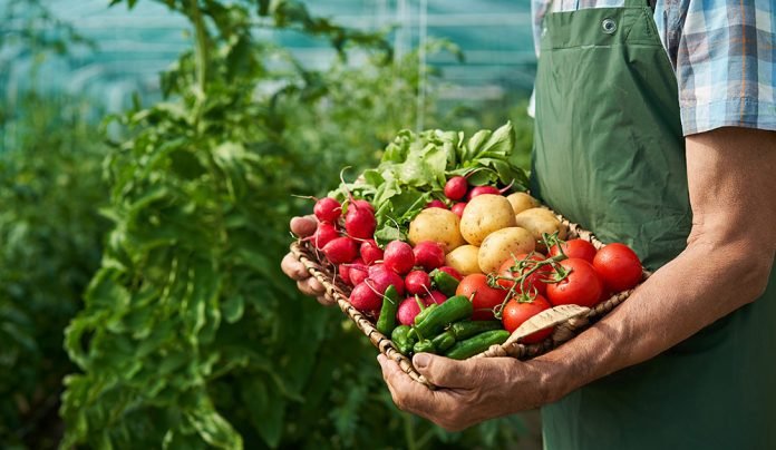 Everything You Need To Know About Organic Gardening