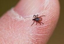Ticking Your Pest Control Boxes: 7 Ways to Naturally Repel Ticks From Your Home Ticking Your Pest Control Boxes: 7 Ways to Naturally Repel Ticks From Your Home