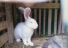 Why Are Rabbit Hutches Made Of Wood: