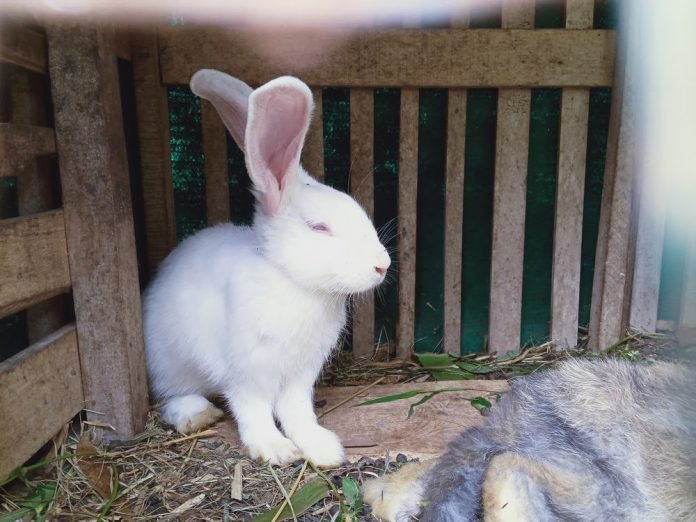 Why Are Rabbit Hutches Made Of Wood: