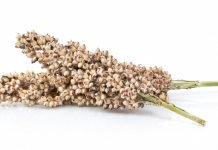 Amazing Health Benefits Of Consuming Sorghum Seeds Consuming Sorghum Seeds