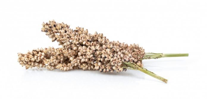 Consuming Sorghum Seeds