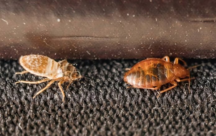 Will vacuum cleaners kill bed bugs?