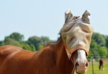 6 Tips to Groom your horse Groom your horse