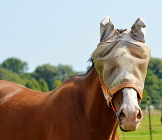 6 Tips to Groom your horse Groom your horse