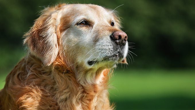 Senior Dogs: Proper Care & What To Expect