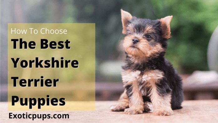 How To Choose The Best Yorkshire Terrier Puppies