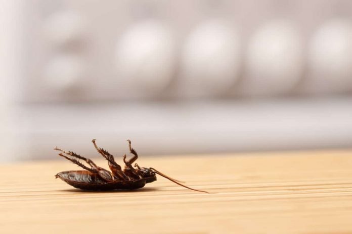 HOW TO DEAL WITH ROACHES IN THE OFFICE