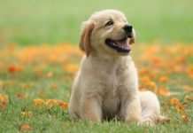 Benefits of Having Dogs for Humans Benefits of Having Dogs for Humans