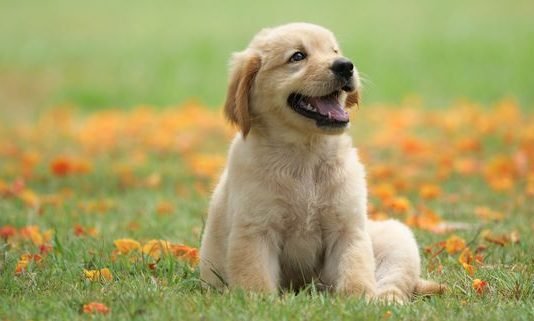 Benefits of Having Dogs for Humans Benefits of Having Dogs for Humans