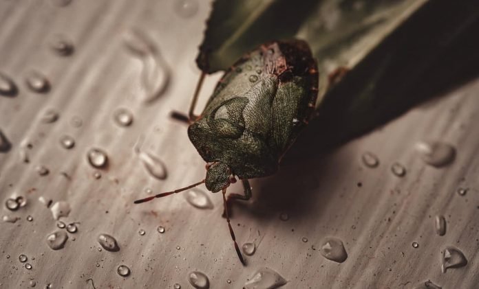 Hacks and tricks to keep pests away - A guide for first-time homeowners