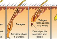 TB-500 and BPC-157 Peptide Blend: Hypothesized Mechanisms TB-500 and BPC-157
