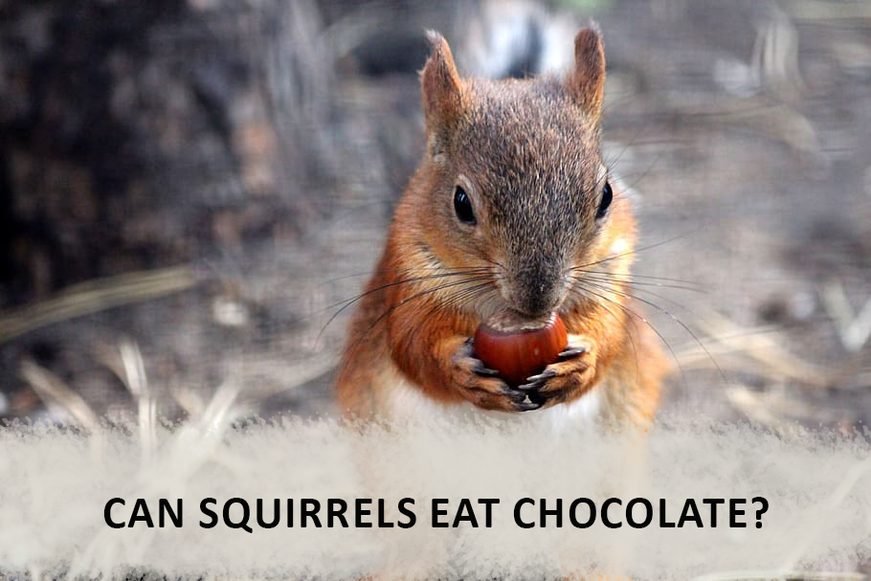 Can squirrels eat chocolate cakes?