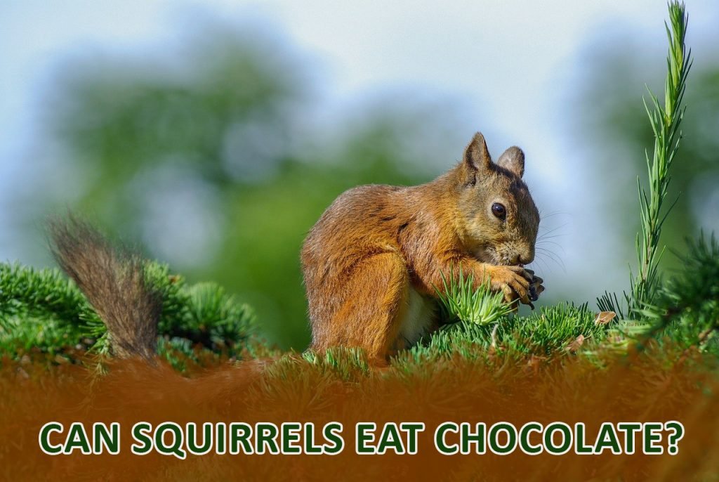 Is Dark chocolate good for squirrels or not?