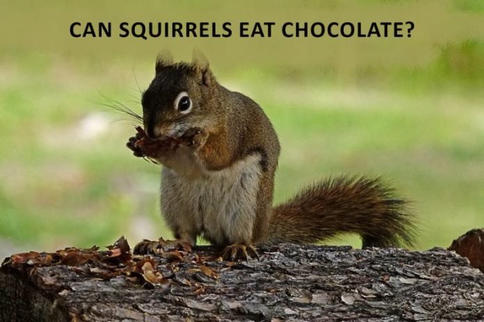 Can squirrels eat chocolate