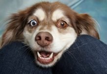 5 Reasons to Take Your Dog to Obedience Training 5 Reasons to Take Your Dog to Obedience Training