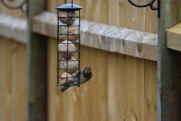Top 5 Advantages of Bird Baths and Feeders