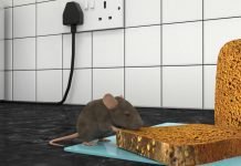 DIY Methods For Rat Pest Control! DIY Methods For Rat Pest Control!