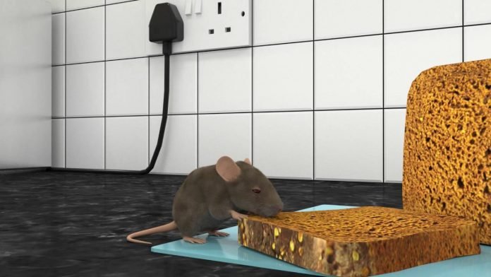 DIY Methods For Rat Pest Control!