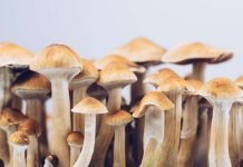 What Do Magic Mushrooms Do? What Do Magic Mushrooms Do?