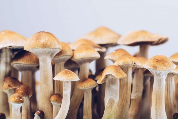 What Do Magic Mushrooms Do?